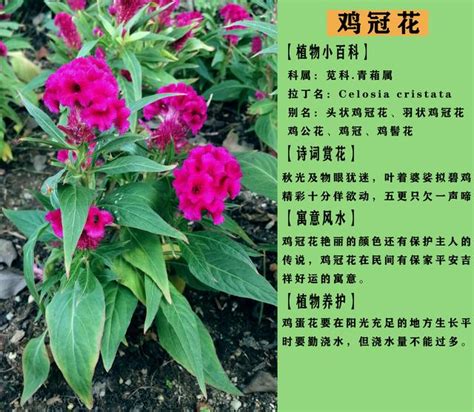 雞冠花風水|風水學中的雞冠花寓意【雞冠花寓意從風水説】 – 八字算命